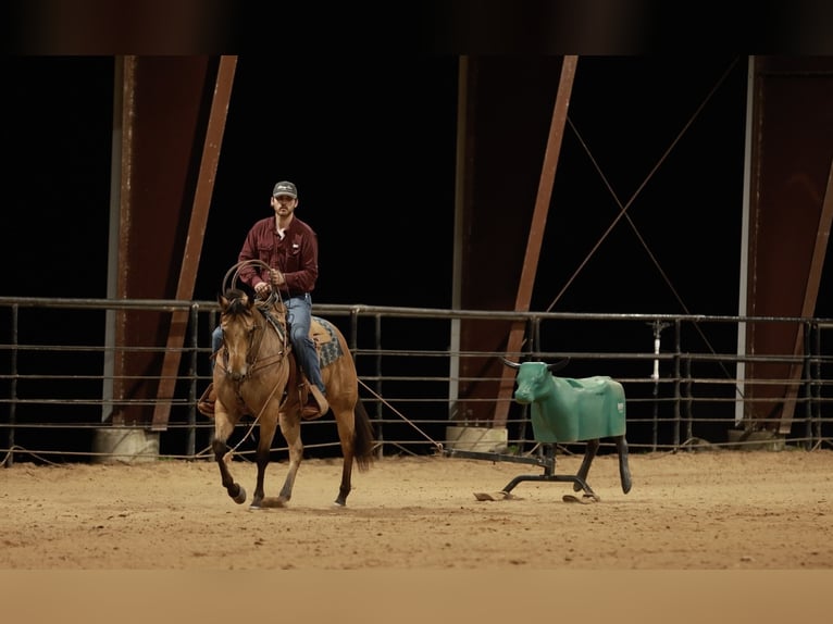 American Quarter Horse Wałach 7 lat 150 cm Jelenia in Morrilton