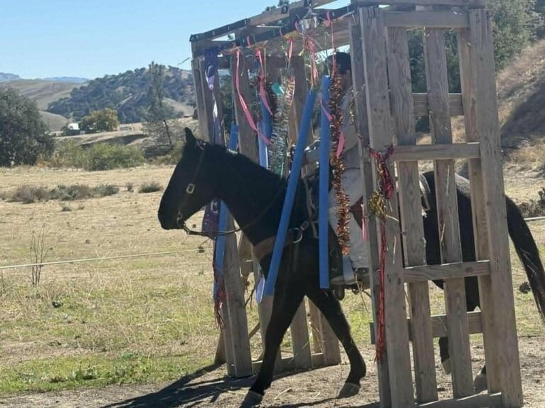 American Quarter Horse Wałach 7 lat 150 cm Kara in Houston