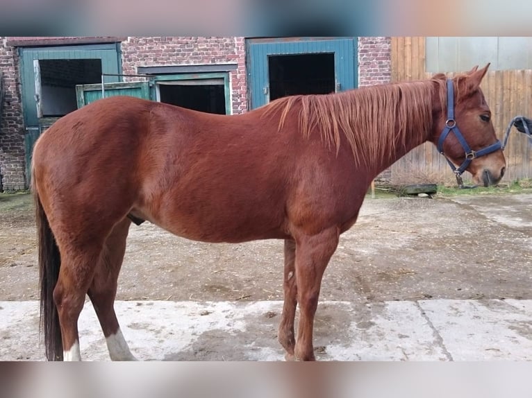 American Quarter Horse Wałach 7 lat 150 cm Kasztanowata in Mülheim an der Ruhr