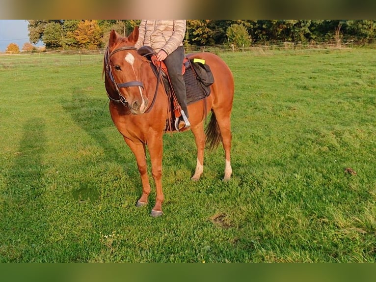 American Quarter Horse Wałach 7 lat 150 cm Kasztanowata in Mülheim an der Ruhr