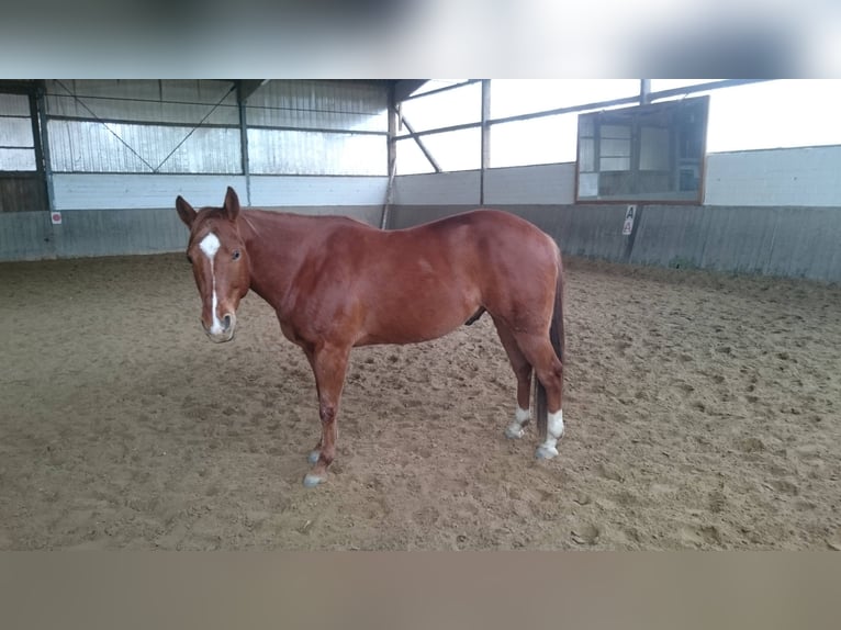 American Quarter Horse Wałach 7 lat 150 cm Kasztanowata in Mülheim an der Ruhr