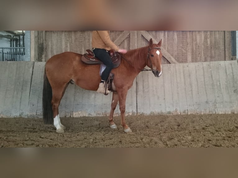 American Quarter Horse Wałach 7 lat 150 cm Kasztanowata in Mülheim an der Ruhr