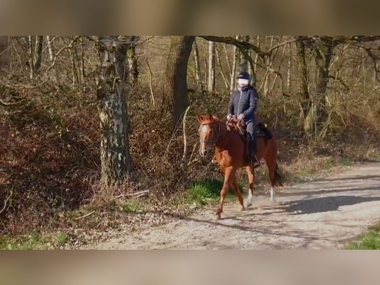American Quarter Horse Wałach 7 lat 150 cm Kasztanowata in Mülheim an der Ruhr