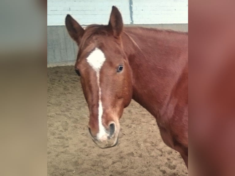 American Quarter Horse Wałach 7 lat 150 cm Kasztanowata in Mülheim an der Ruhr