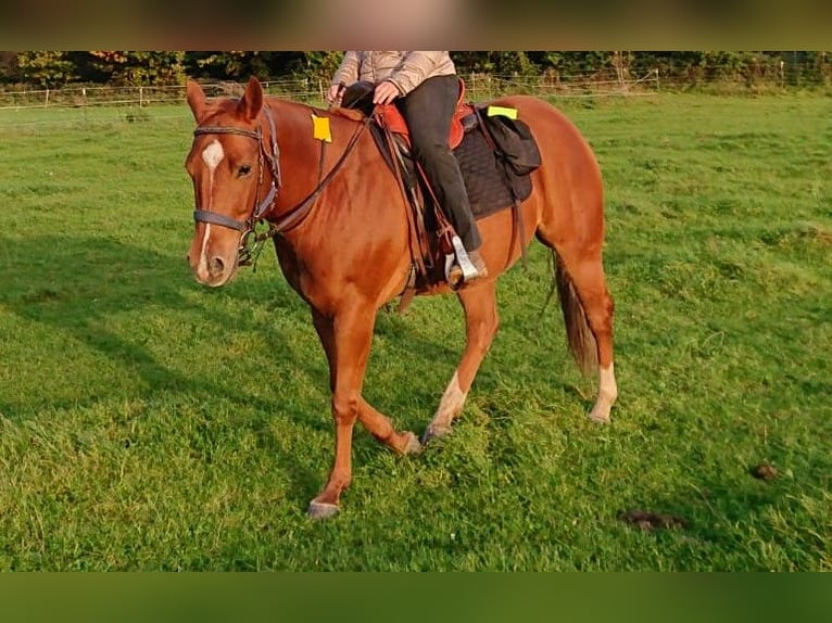 American Quarter Horse Wałach 7 lat 150 cm Kasztanowata in Mülheim an der Ruhr
