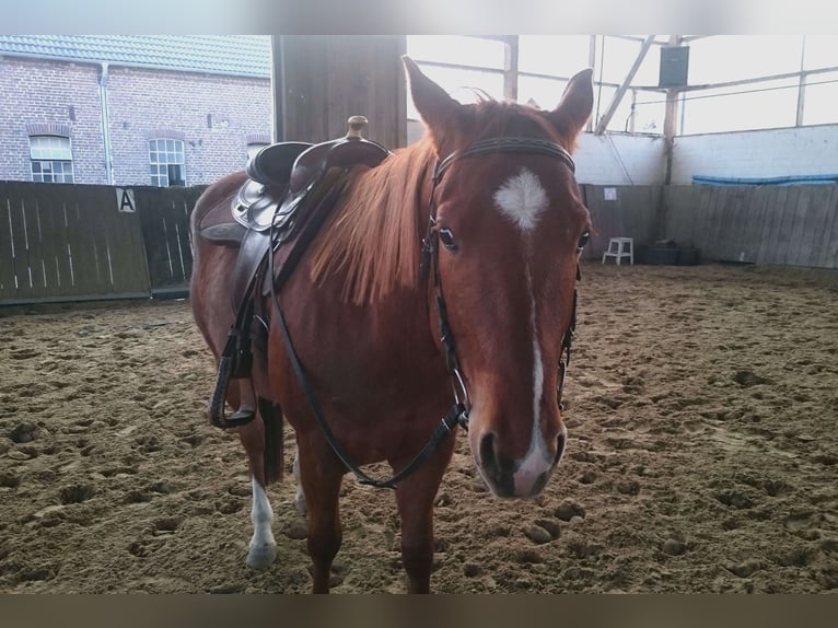 American Quarter Horse Wałach 7 lat 150 cm Kasztanowata in Mülheim an der Ruhr