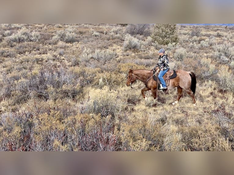 American Quarter Horse Wałach 7 lat 150 cm Kasztanowatodereszowata in Saint Anthony