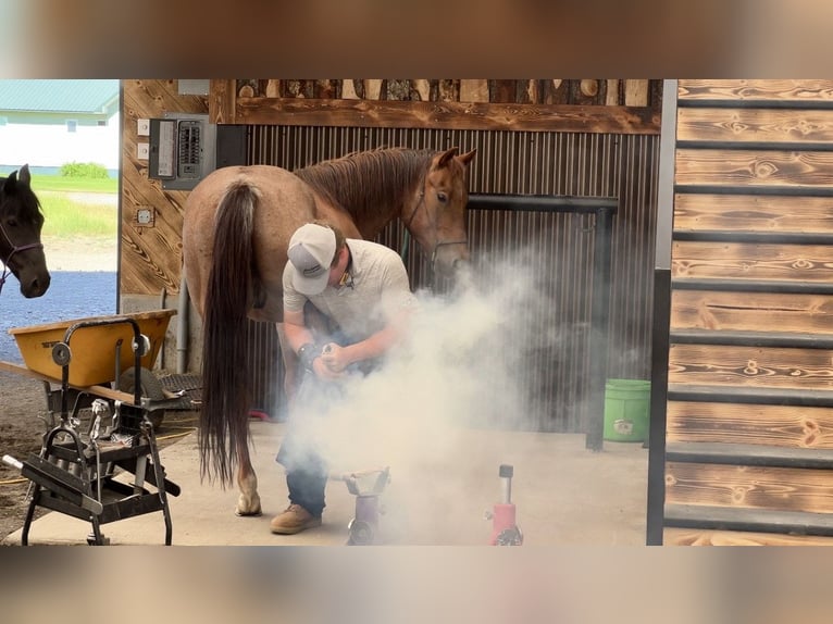 American Quarter Horse Wałach 7 lat 150 cm Kasztanowatodereszowata in Saint Anthony