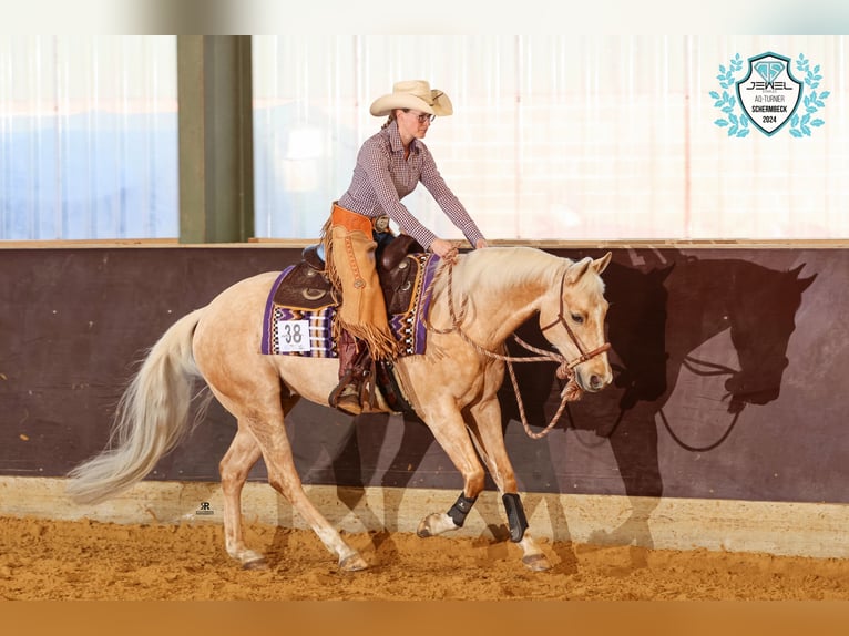 American Quarter Horse Wałach 7 lat 150 cm in Greifenstein