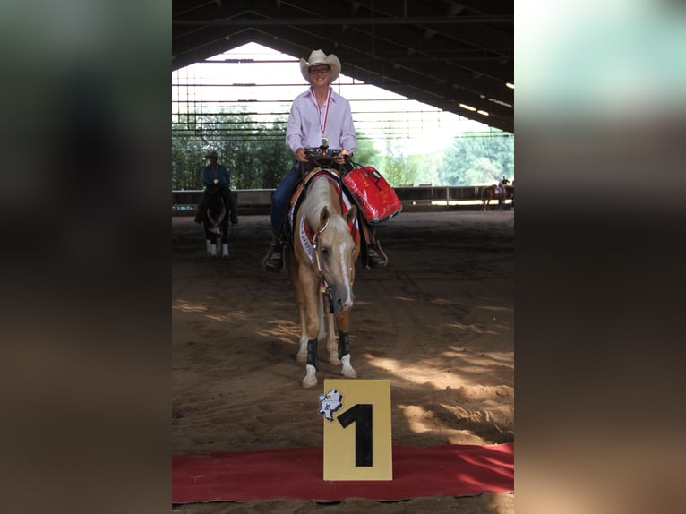 American Quarter Horse Wałach 7 lat 150 cm in Greifenstein