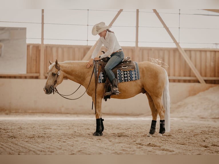 American Quarter Horse Wałach 7 lat 150 cm in Greifenstein