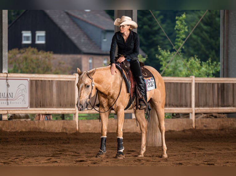 American Quarter Horse Wałach 7 lat 150 cm in Greifenstein