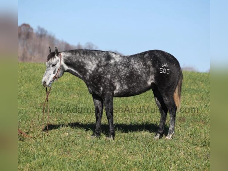 American Quarter Horse Wałach 7 lat 150 cm Siwa jabłkowita in Mount Vernon