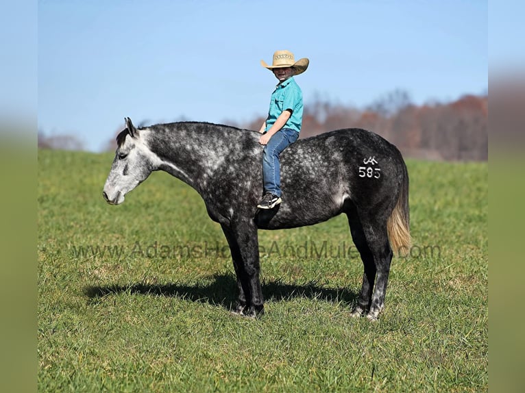 American Quarter Horse Wałach 7 lat 150 cm Siwa in Mount Vernon KY