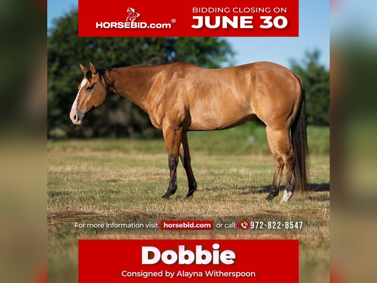 American Quarter Horse Wałach 7 lat 152 cm Bułana in Canton, TX