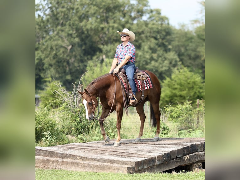 American Quarter Horse Wałach 7 lat 152 cm Ciemnokasztanowata in Buffalo