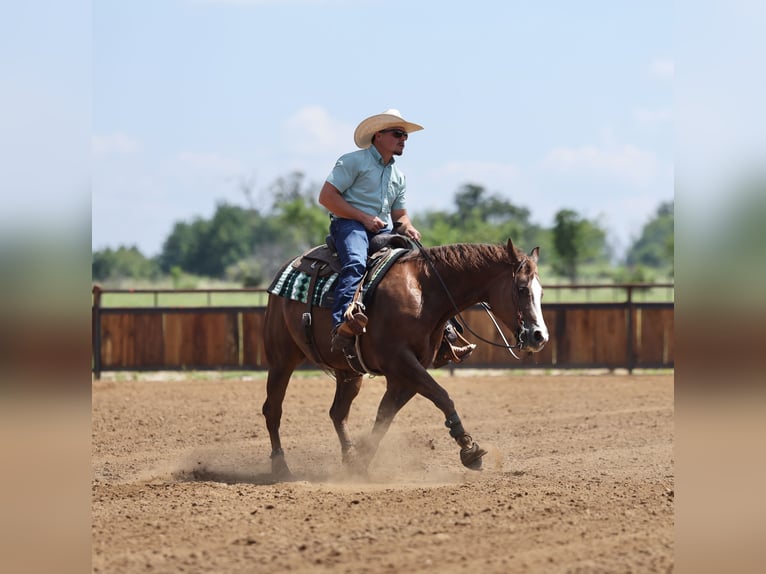 American Quarter Horse Wałach 7 lat 152 cm Ciemnokasztanowata in Buffalo