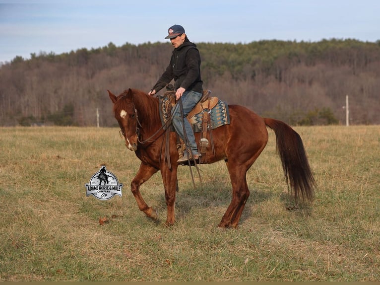 American Quarter Horse Wałach 7 lat 152 cm Ciemnokasztanowata in Mount Vernon
