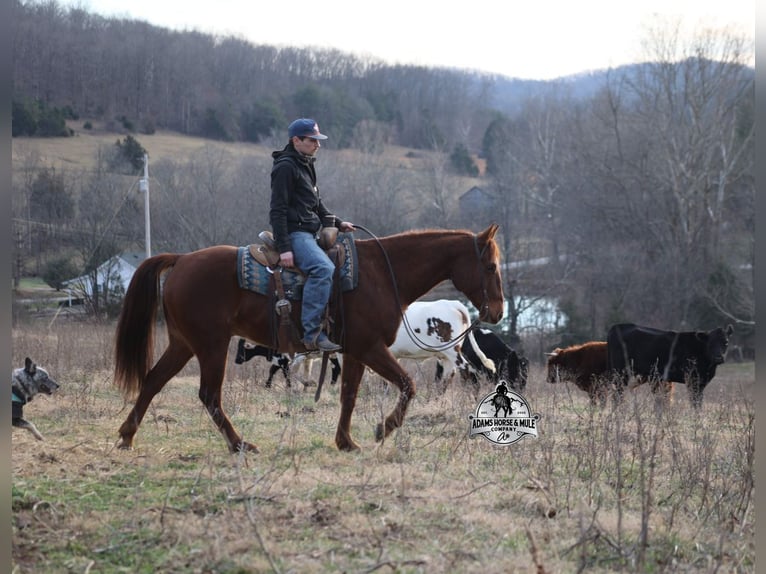American Quarter Horse Wałach 7 lat 152 cm Ciemnokasztanowata in Mount Vernon