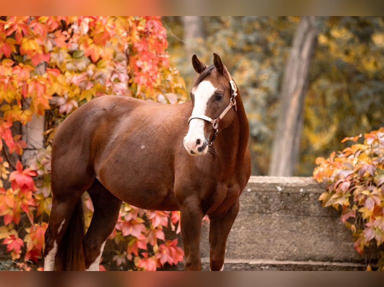 American Quarter Horse Wałach 7 lat 152 cm Ciemnokasztanowata in Magdeburg