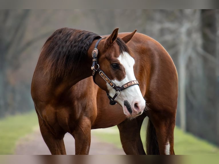 American Quarter Horse Wałach 7 lat 152 cm Ciemnokasztanowata in Magdeburg