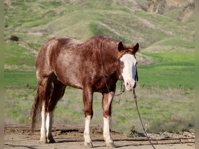 American Quarter Horse Wałach 7 lat 152 cm Ciemnokasztanowata in Paicines CA