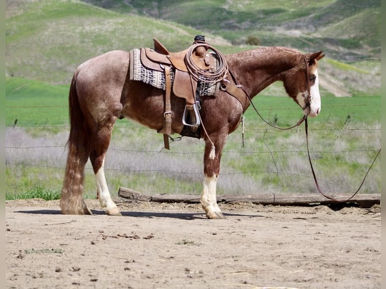 American Quarter Horse Wałach 7 lat 152 cm Ciemnokasztanowata in Paicines CA
