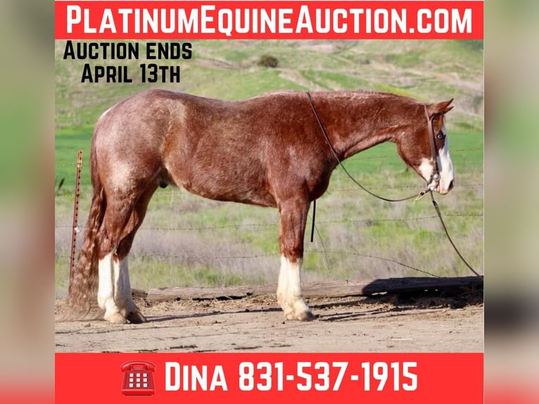 American Quarter Horse Wałach 7 lat 152 cm Ciemnokasztanowata in Paicines CA