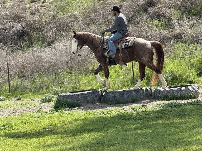American Quarter Horse Wałach 7 lat 152 cm Ciemnokasztanowata in Paicines CA