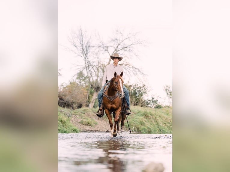 American Quarter Horse Wałach 7 lat 152 cm Cisawa in Decorah