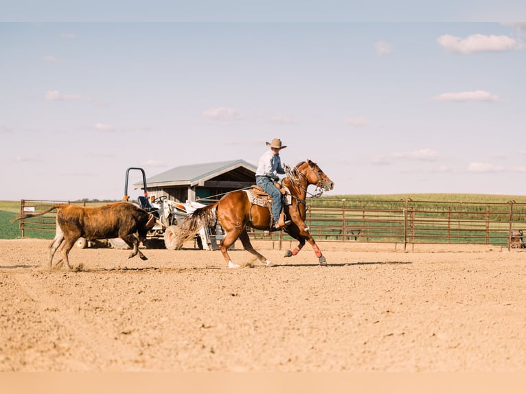 American Quarter Horse Wałach 7 lat 152 cm Cisawa in Decorah