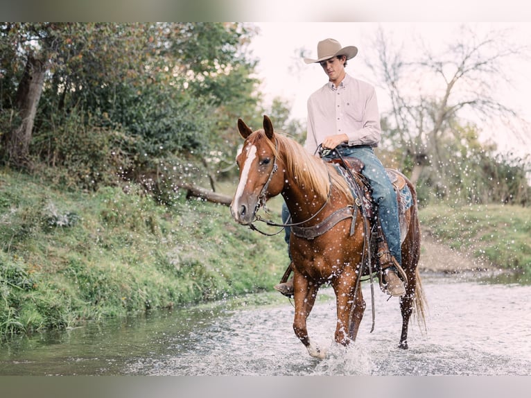 American Quarter Horse Wałach 7 lat 152 cm Cisawa in Decorah