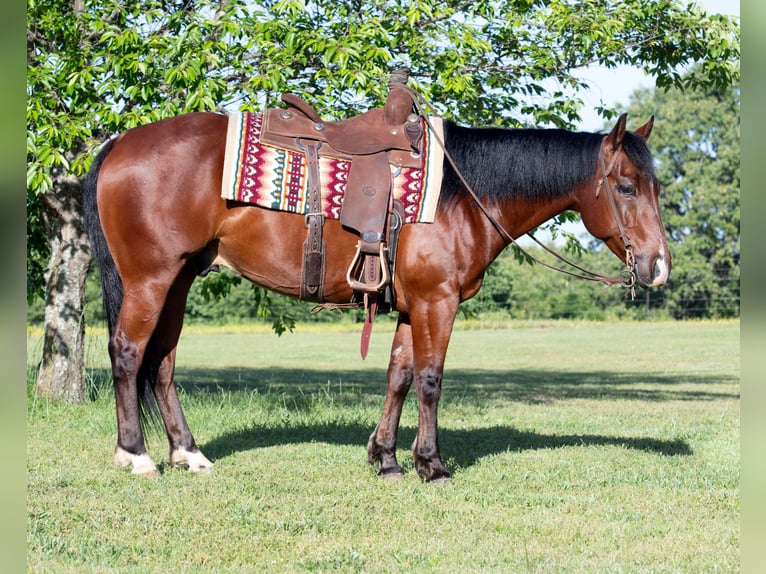 American Quarter Horse Wałach 7 lat 152 cm Gniada in Guy