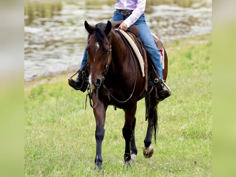American Quarter Horse Wałach 7 lat 152 cm Gniada in Guy