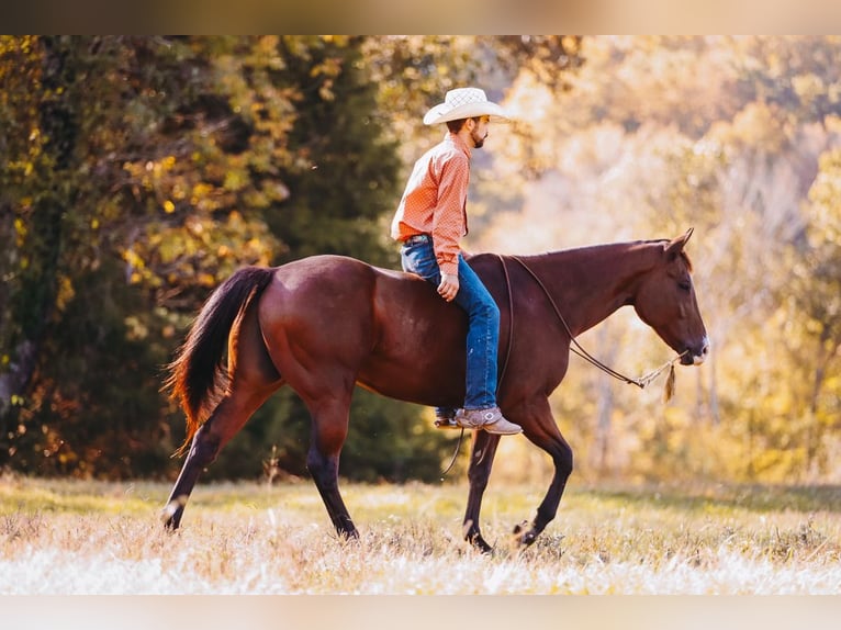 American Quarter Horse Wałach 7 lat 152 cm Gniada in Charlotte