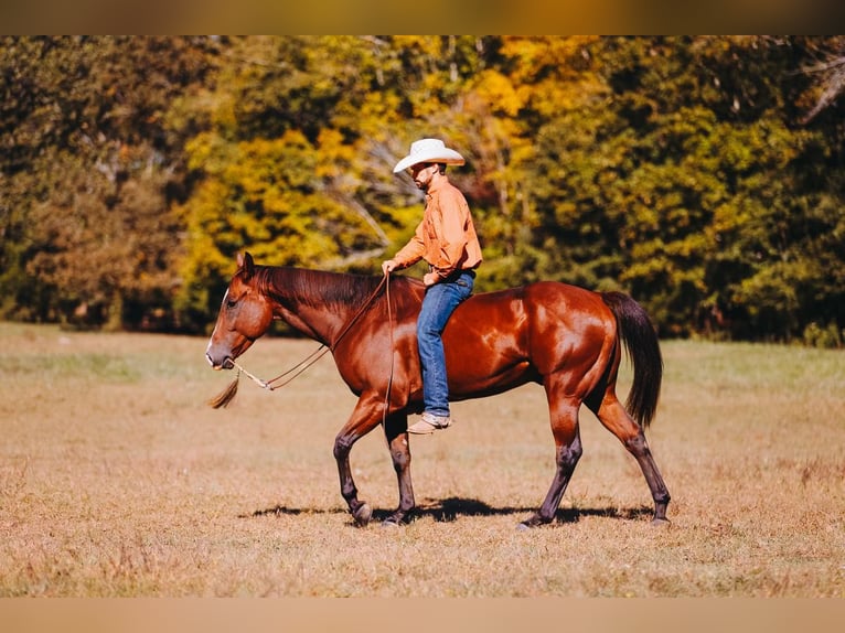 American Quarter Horse Wałach 7 lat 152 cm Gniada in Charlotte