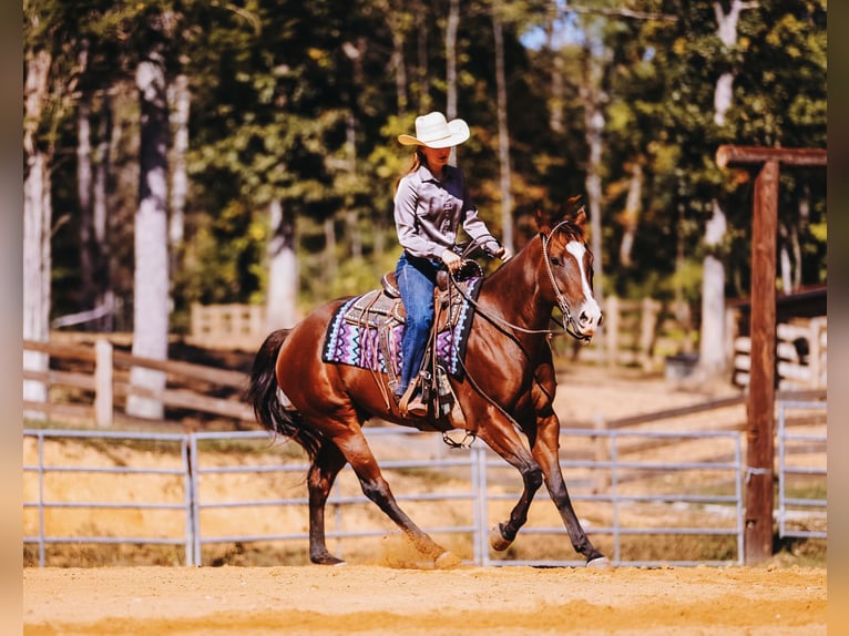 American Quarter Horse Wałach 7 lat 152 cm Gniada in Charlotte