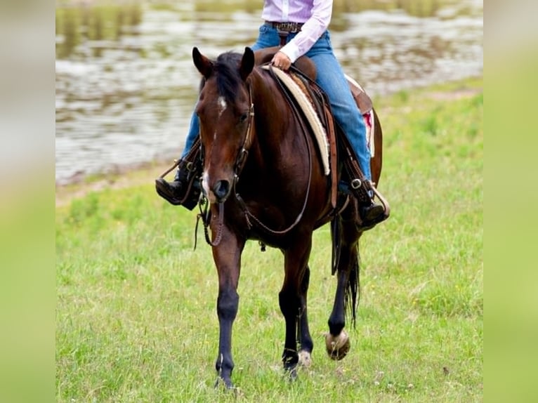 American Quarter Horse Wałach 7 lat 152 cm Gniada in Guy