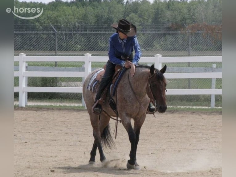 American Quarter Horse Wałach 7 lat 152 cm Gniadodereszowata in Gladwin, MI