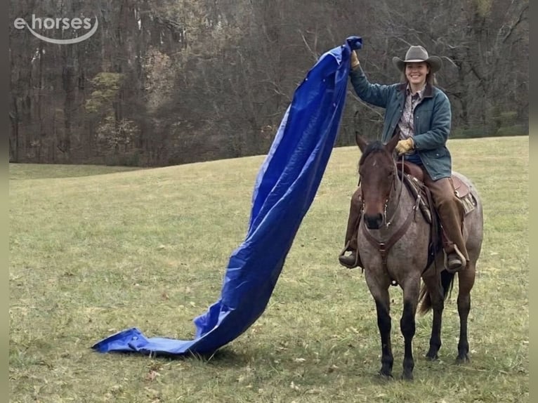 American Quarter Horse Wałach 7 lat 152 cm Gniadodereszowata in Gladwin, MI