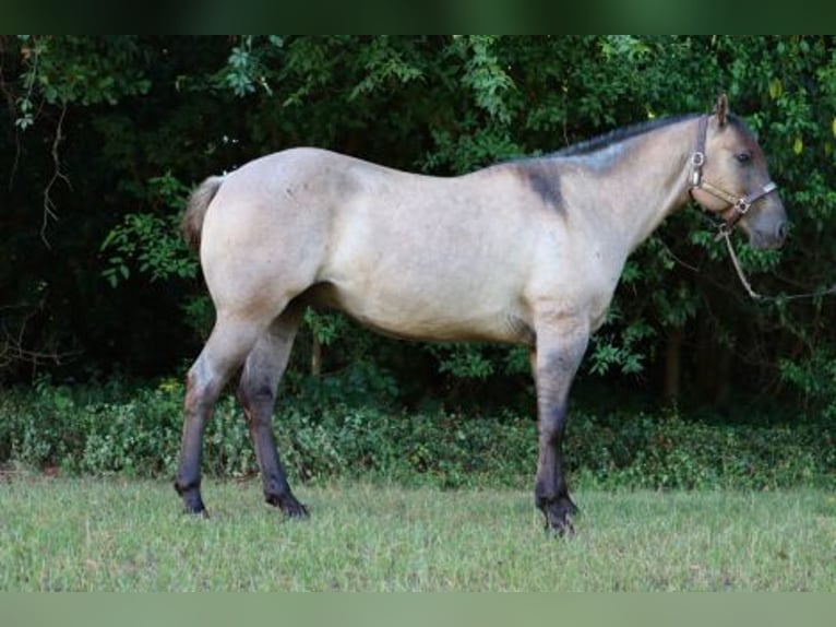 American Quarter Horse Wałach 7 lat 152 cm Grullo in fuquay varina