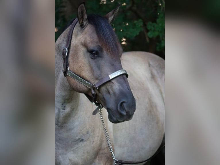 American Quarter Horse Wałach 7 lat 152 cm Grullo in fuquay varina