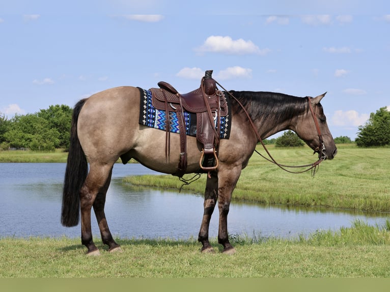 American Quarter Horse Wałach 7 lat 152 cm Grullo in Buffalo, MO