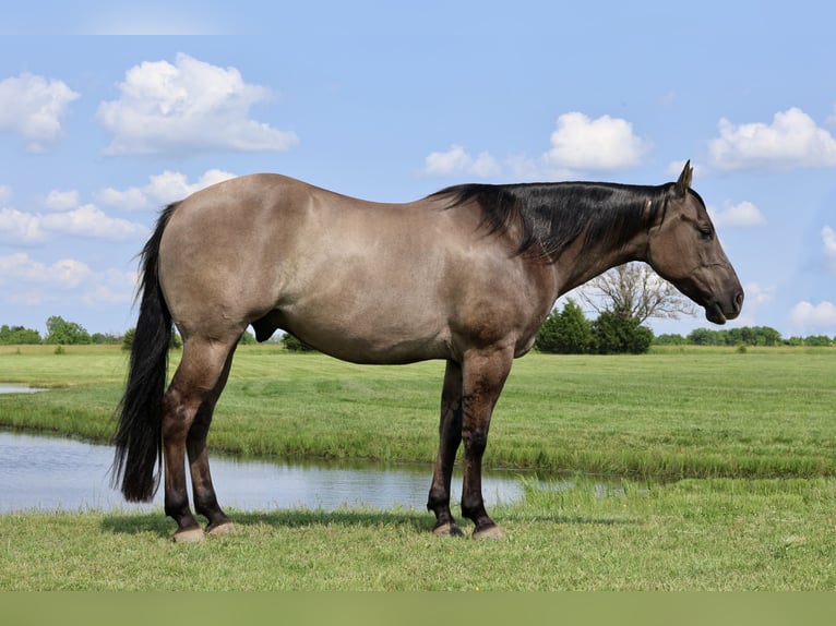 American Quarter Horse Wałach 7 lat 152 cm Grullo in Buffalo, MO