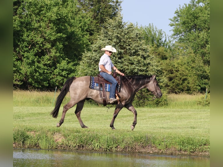 American Quarter Horse Wałach 7 lat 152 cm Grullo in Buffalo, MO