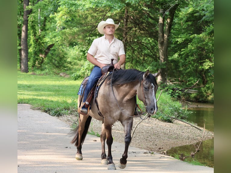American Quarter Horse Wałach 7 lat 152 cm Grullo in Buffalo, MO
