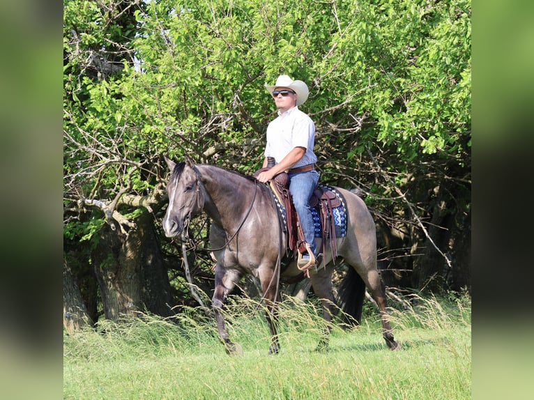 American Quarter Horse Wałach 7 lat 152 cm Grullo in Buffalo, MO