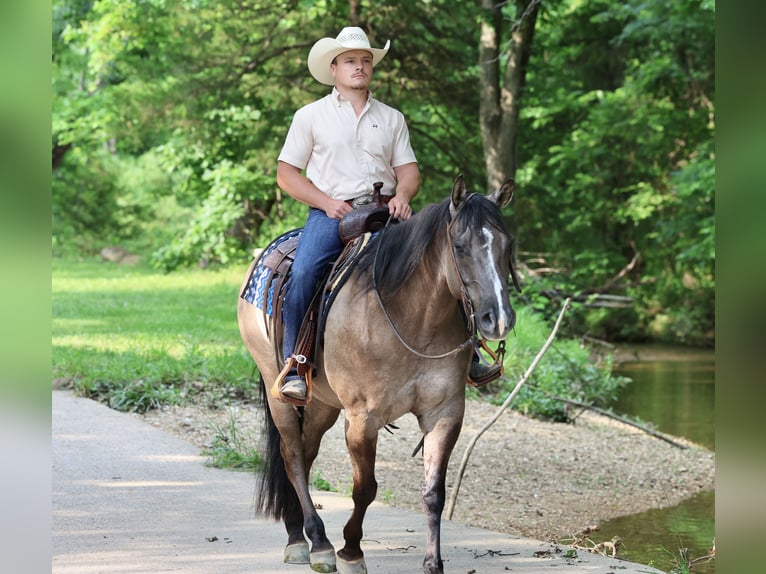 American Quarter Horse Wałach 7 lat 152 cm Grullo in Buffalo, MO