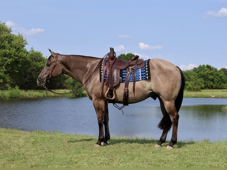 American Quarter Horse Wałach 7 lat 152 cm Grullo in Buffalo, MO
