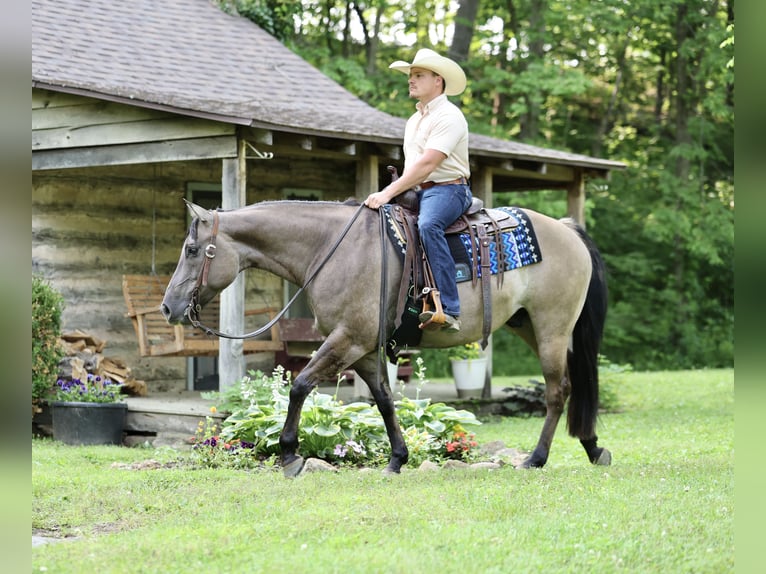 American Quarter Horse Wałach 7 lat 152 cm Grullo in Buffalo, MO